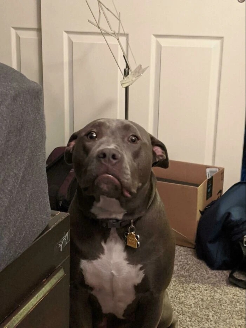 más de 20 perros extraños que te cargarán de emociones positivas durante mucho tiempo más de 20 perros extraños que te cargarán de emociones positivas durante mucho tiempo