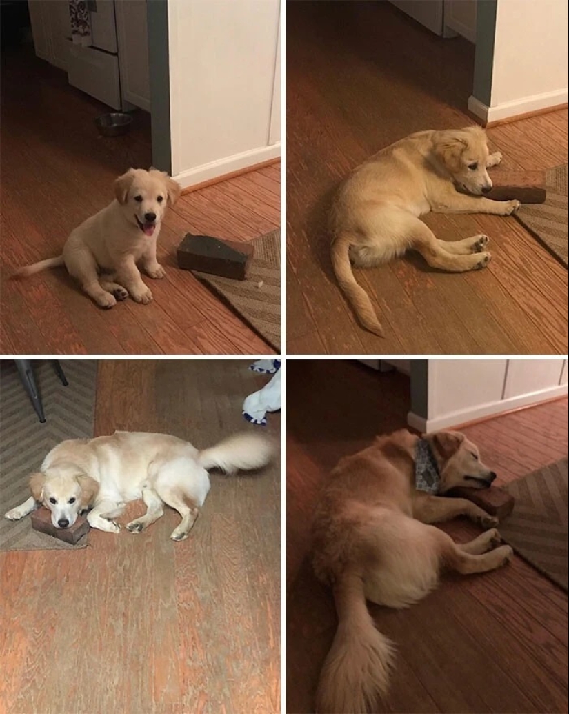 más de 20 perros extraños que te cargarán de emociones positivas durante mucho tiempo más de 20 perros extraños que te cargarán de emociones positivas durante mucho tiempo