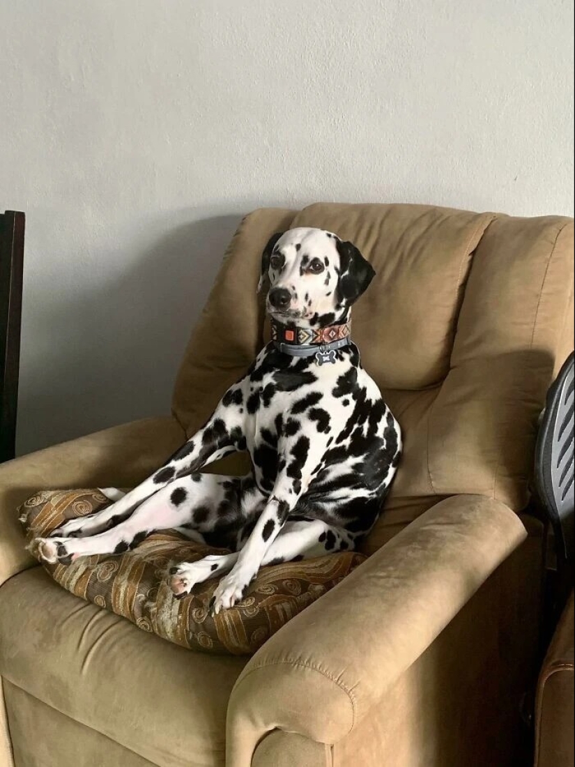 más de 20 perros extraños que te cargarán de emociones positivas durante mucho tiempo más de 20 perros extraños que te cargarán de emociones positivas durante mucho tiempo