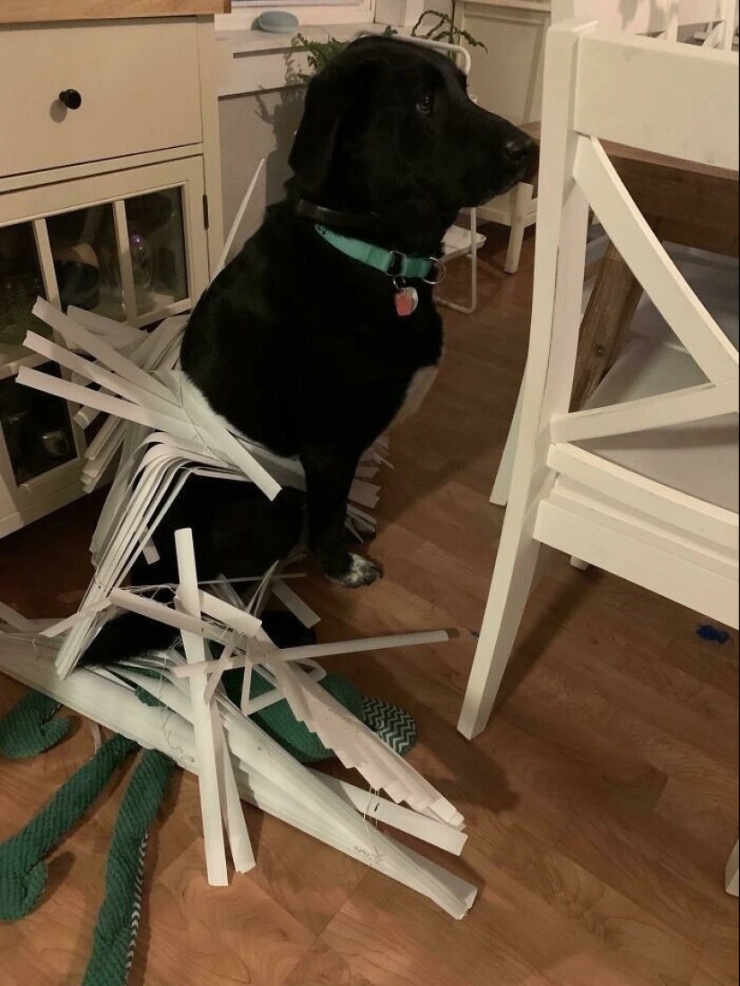 más de 20 perros extraños que te cargarán de emociones positivas durante mucho tiempo más de 20 perros extraños que te cargarán de emociones positivas durante mucho tiempo