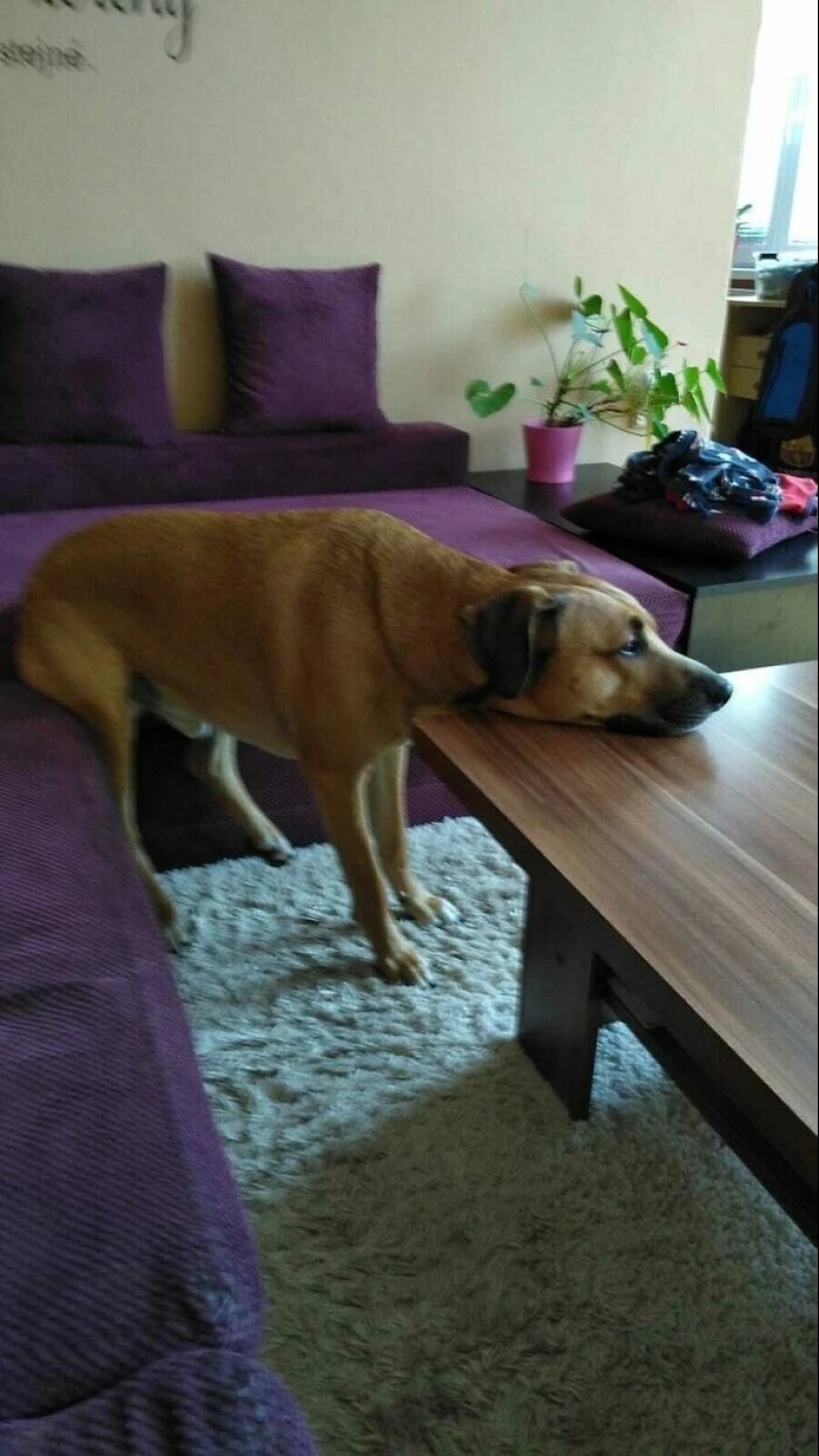 más de 20 perros extraños que te cargarán de emociones positivas durante mucho tiempo más de 20 perros extraños que te cargarán de emociones positivas durante mucho tiempo