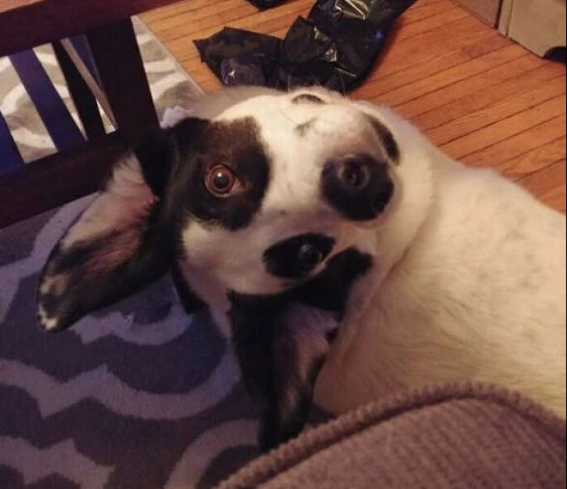 más de 20 perros extraños que te cargarán de emociones positivas durante mucho tiempo más de 20 perros extraños que te cargarán de emociones positivas durante mucho tiempo