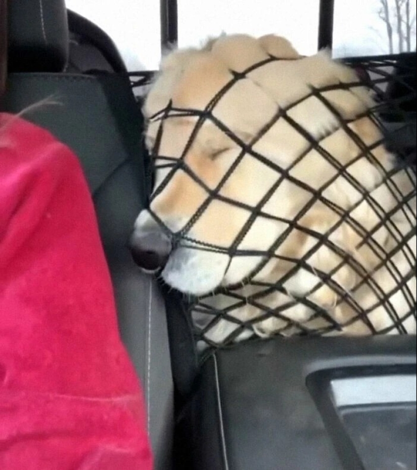 más de 20 perros extraños que te cargarán de emociones positivas durante mucho tiempo más de 20 perros extraños que te cargarán de emociones positivas durante mucho tiempo