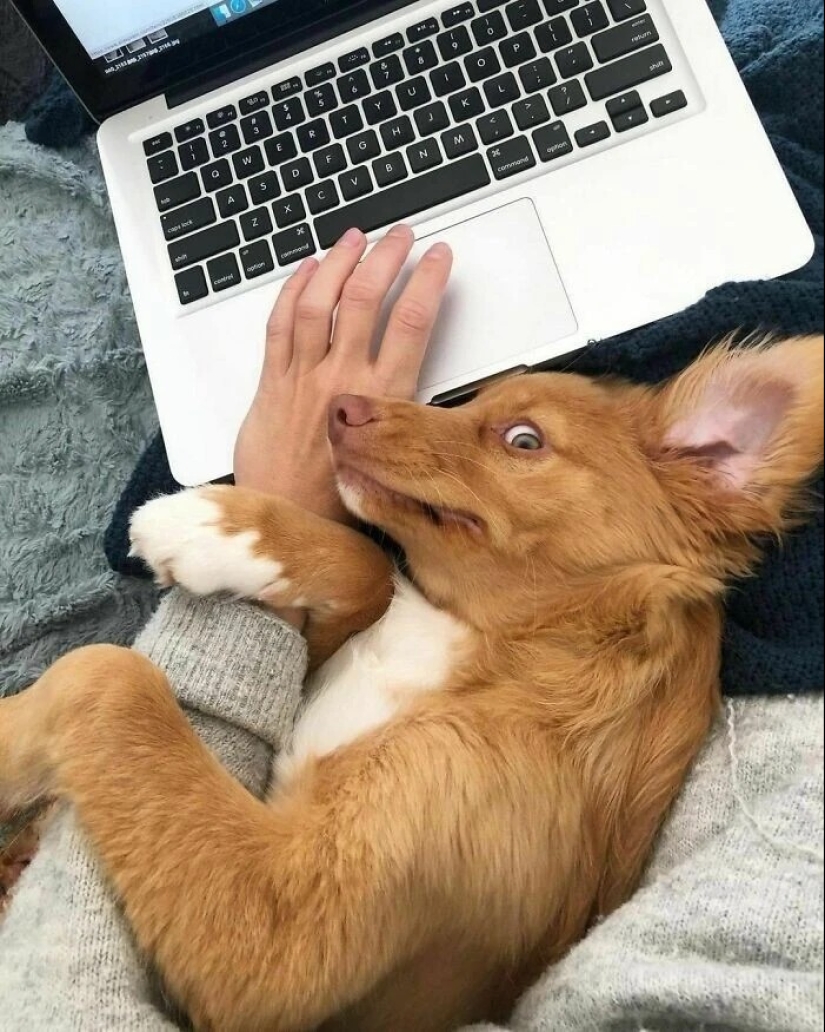 más de 20 perros extraños que te cargarán de emociones positivas durante mucho tiempo más de 20 perros extraños que te cargarán de emociones positivas durante mucho tiempo