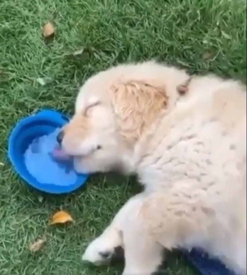 más de 20 perros extraños que te cargarán de emociones positivas durante mucho tiempo más de 20 perros extraños que te cargarán de emociones positivas durante mucho tiempo