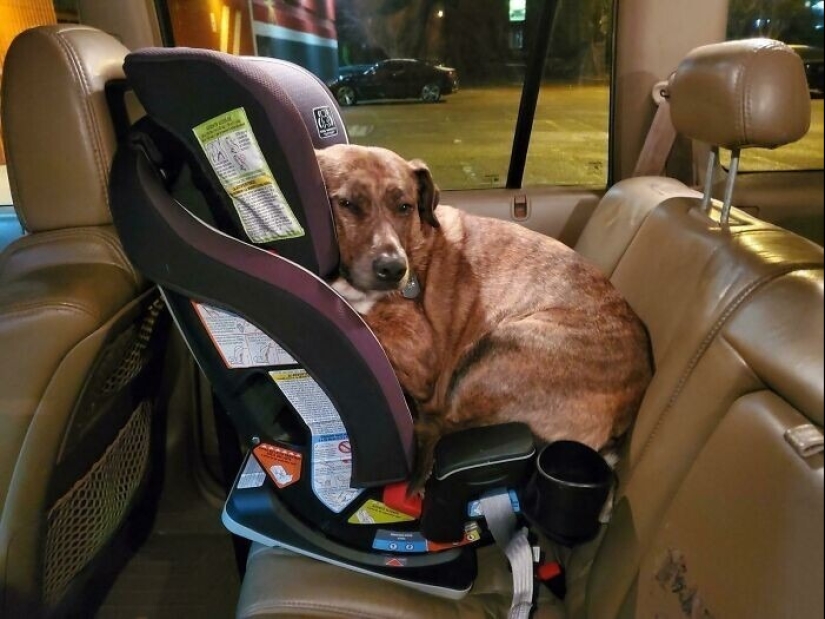 más de 20 perros extraños que te cargarán de emociones positivas durante mucho tiempo más de 20 perros extraños que te cargarán de emociones positivas durante mucho tiempo