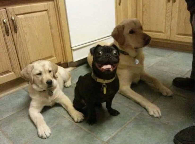 más de 20 perros extraños que te cargarán de emociones positivas durante mucho tiempo más de 20 perros extraños que te cargarán de emociones positivas durante mucho tiempo