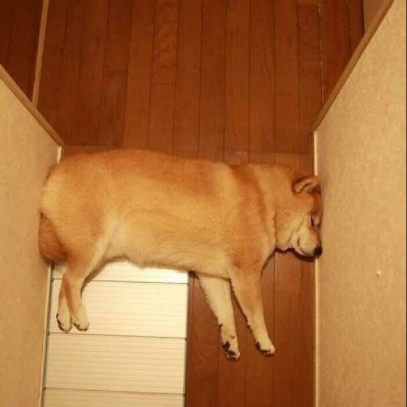 más de 20 perros extraños que te cargarán de emociones positivas durante mucho tiempo más de 20 perros extraños que te cargarán de emociones positivas durante mucho tiempo