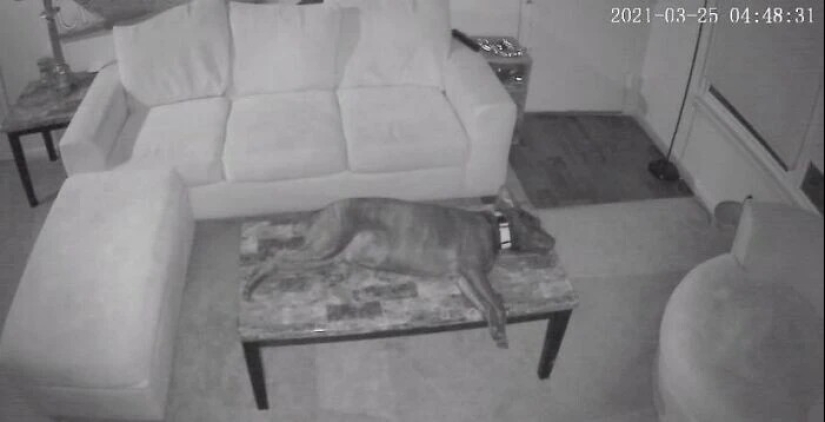 más de 20 perros extraños que te cargarán de emociones positivas durante mucho tiempo más de 20 perros extraños que te cargarán de emociones positivas durante mucho tiempo