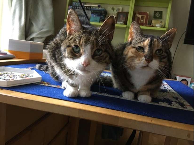 "Murzik, bueno, ¡no interfieras!": 22 evidencia de que no puedes resolver puzzles con gatos "Murzik, bueno, ¡no interfieras!": 22 evidencia de que no puedes resolver puzzles con gatos