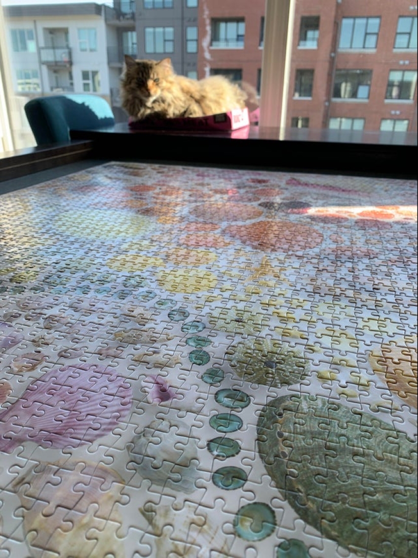 "Murzik, bueno, ¡no interfieras!": 22 evidencia de que no puedes resolver puzzles con gatos "Murzik, bueno, ¡no interfieras!": 22 evidencia de que no puedes resolver puzzles con gatos