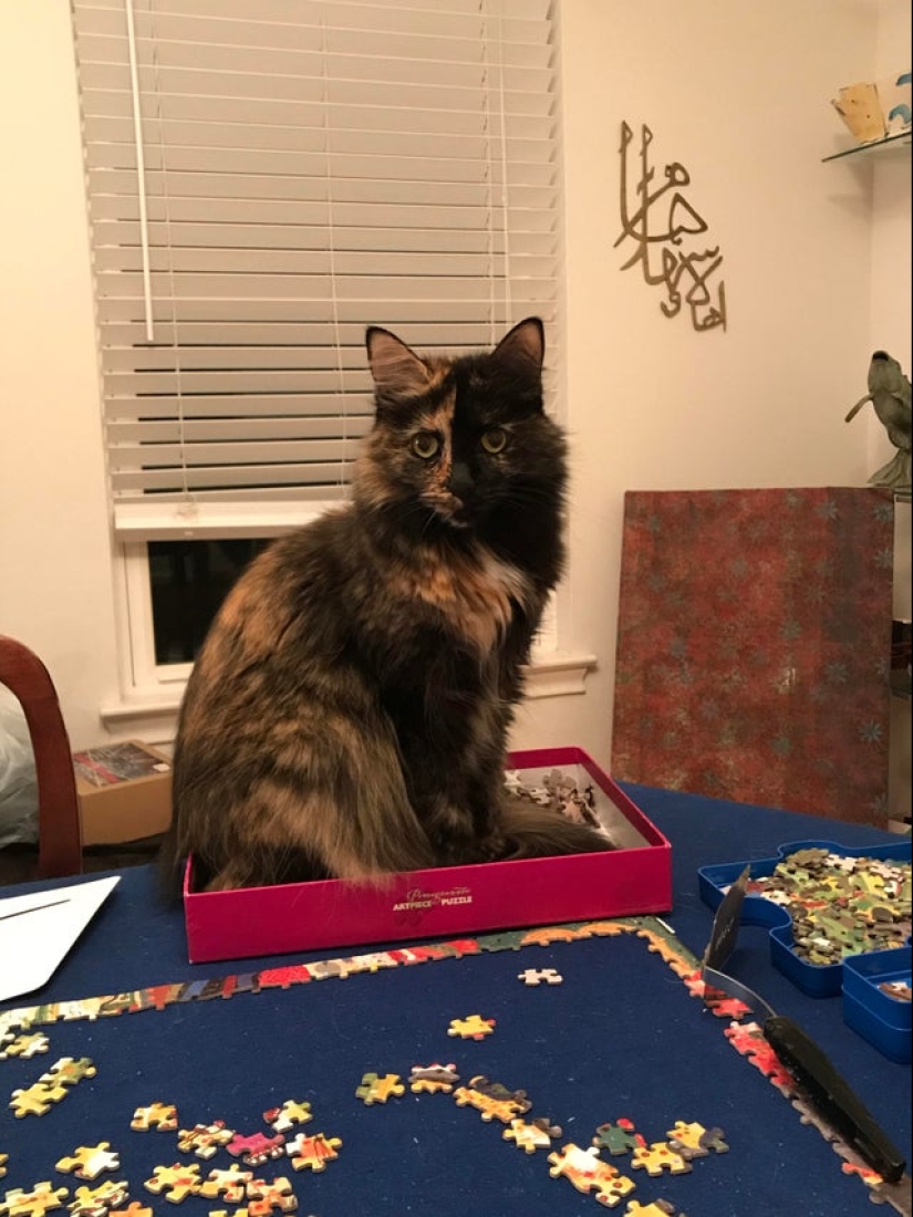 "Murzik, bueno, ¡no interfieras!": 22 evidencia de que no puedes resolver puzzles con gatos "Murzik, bueno, ¡no interfieras!": 22 evidencia de que no puedes resolver puzzles con gatos