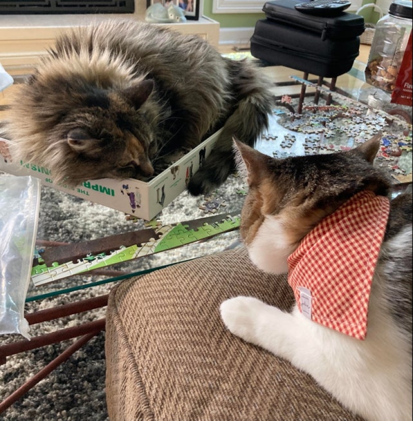 "Murzik, bueno, ¡no interfieras!": 22 evidencia de que no puedes resolver puzzles con gatos "Murzik, bueno, ¡no interfieras!": 22 evidencia de que no puedes resolver puzzles con gatos