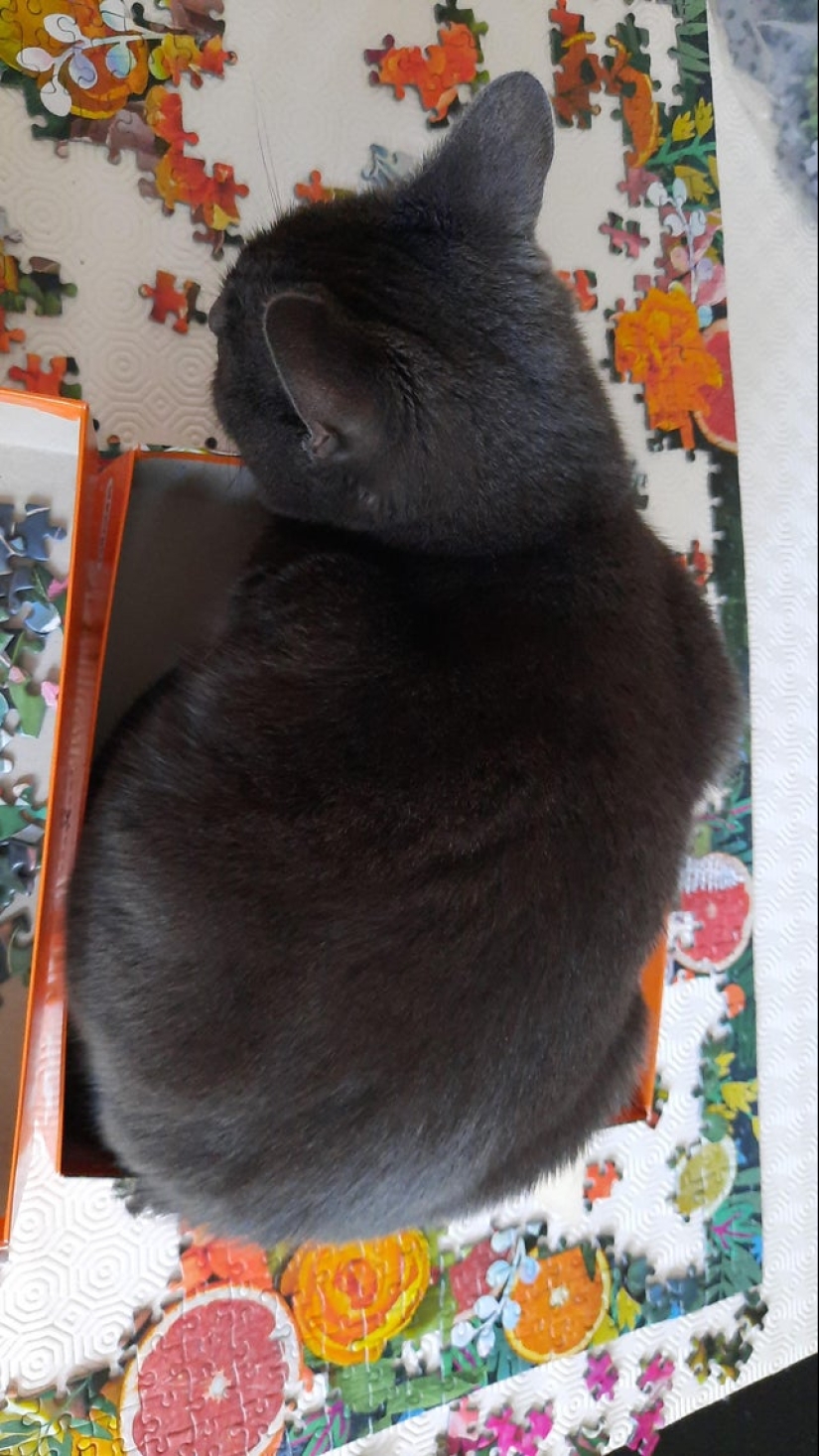 "Murzik, bueno, ¡no interfieras!": 22 evidencia de que no puedes resolver puzzles con gatos "Murzik, bueno, ¡no interfieras!": 22 evidencia de que no puedes resolver puzzles con gatos