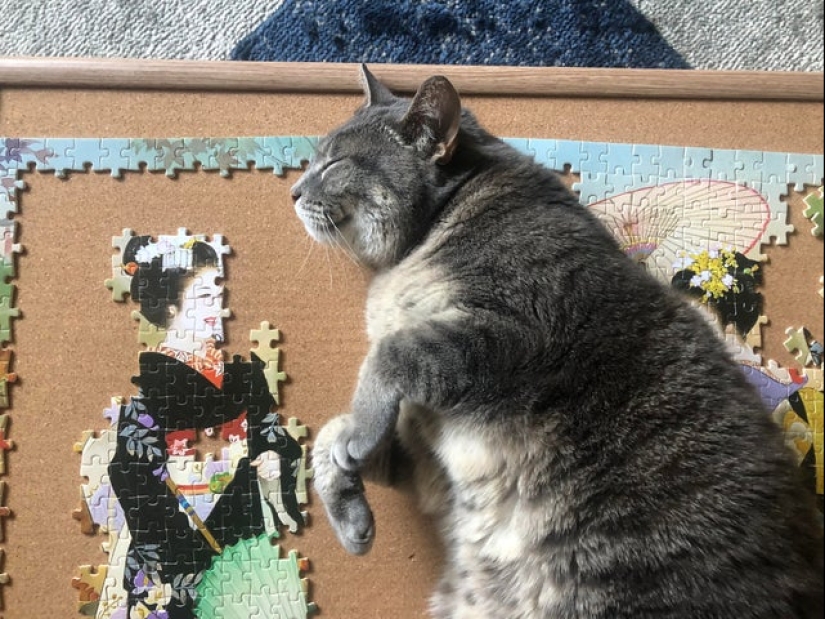 "Murzik, bueno, ¡no interfieras!": 22 evidencia de que no puedes resolver puzzles con gatos "Murzik, bueno, ¡no interfieras!": 22 evidencia de que no puedes resolver puzzles con gatos