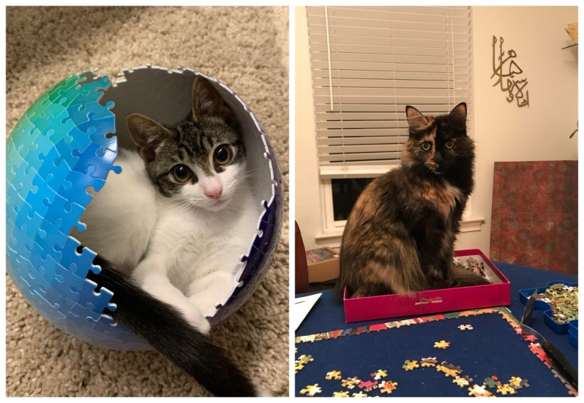 "Murzik, well, don't interfere!": 22 evidence that you can't solve puzzles with cats