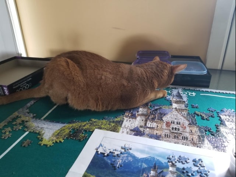 "Murzik, well, don't interfere!": 22 evidence that you can't solve puzzles with cats