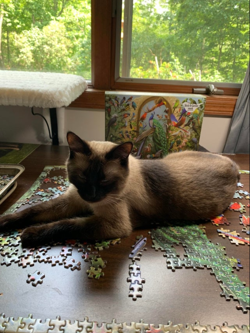 "Murzik, well, don't interfere!": 22 evidence that you can't solve puzzles with cats