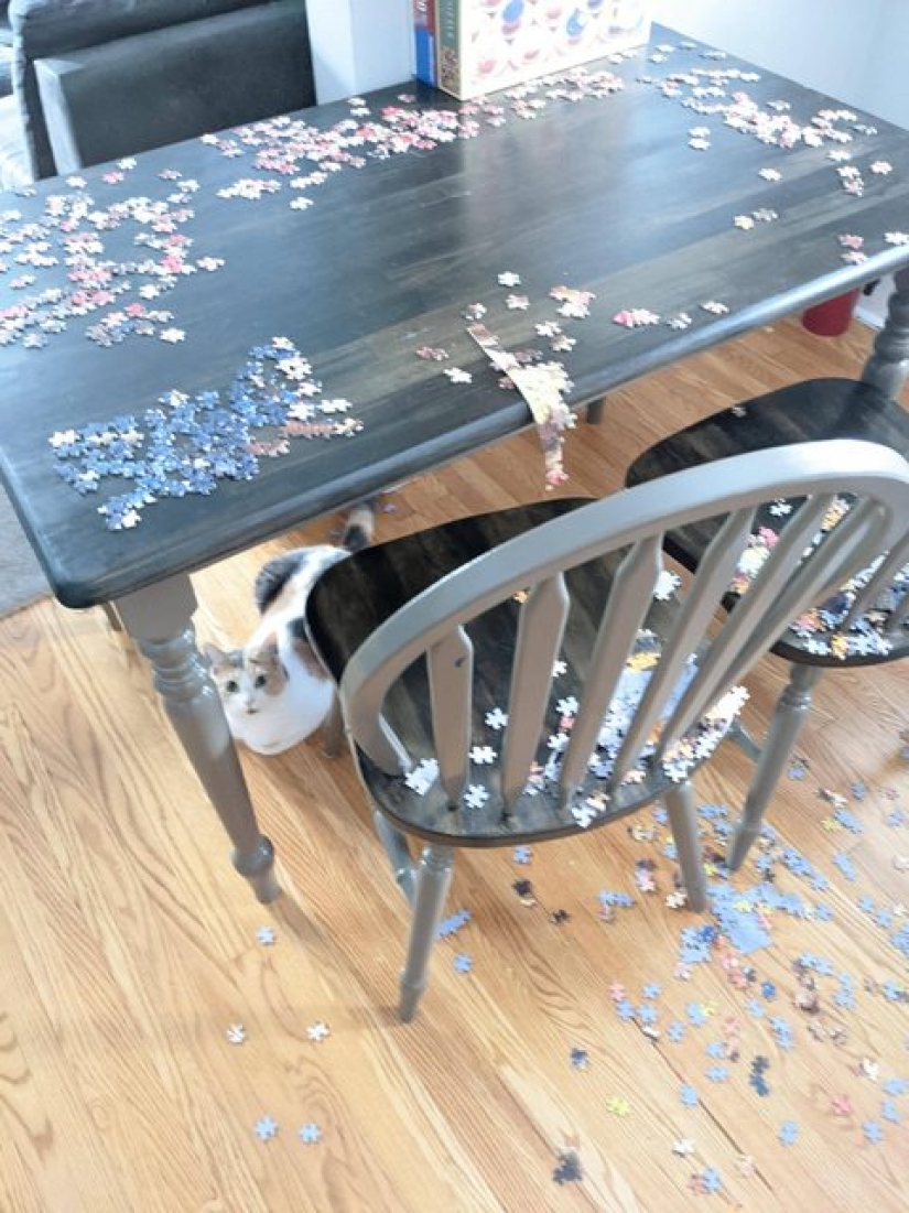 "Murzik, well, don't interfere!": 22 evidence that you can't solve puzzles with cats