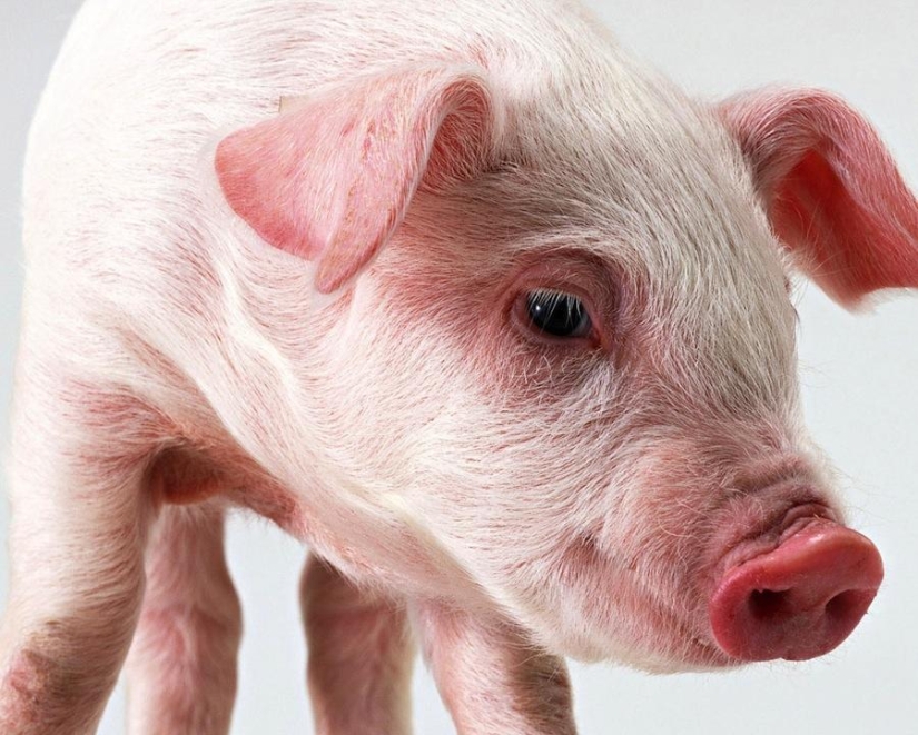 Music, urine, cats: 10 common things that can become weapons