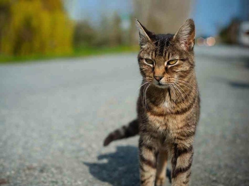 Music, urine, cats: 10 common things that can become weapons