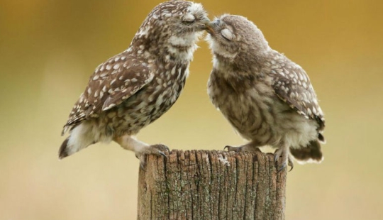 Muy bien los amantes de los animales