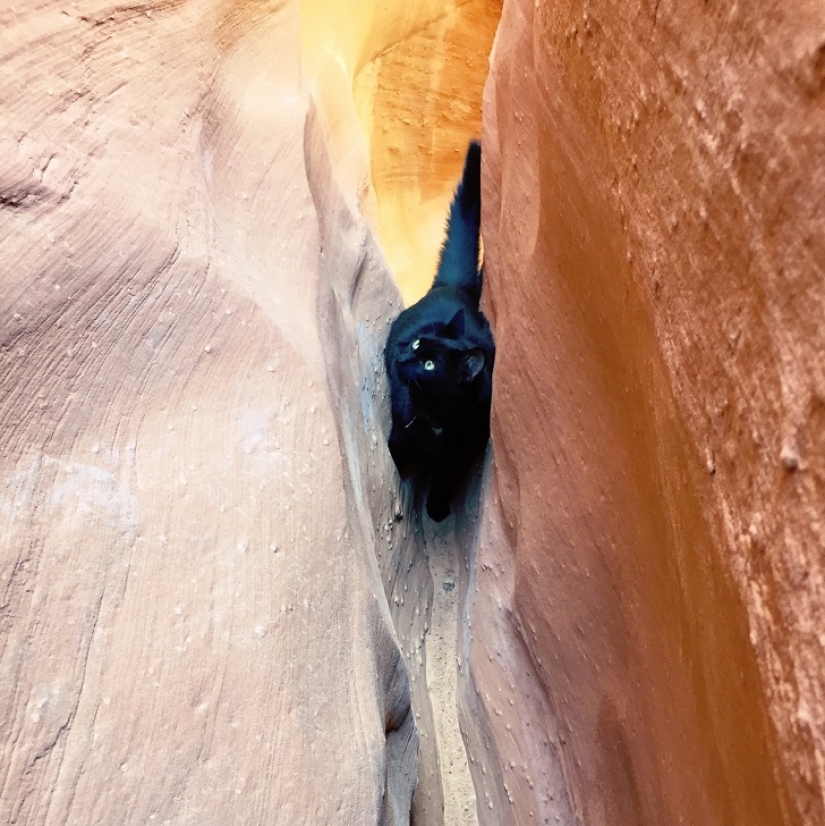 My climber: the world&#39;s first cat-climber