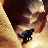 My climber: the world&#39;s first cat-climber