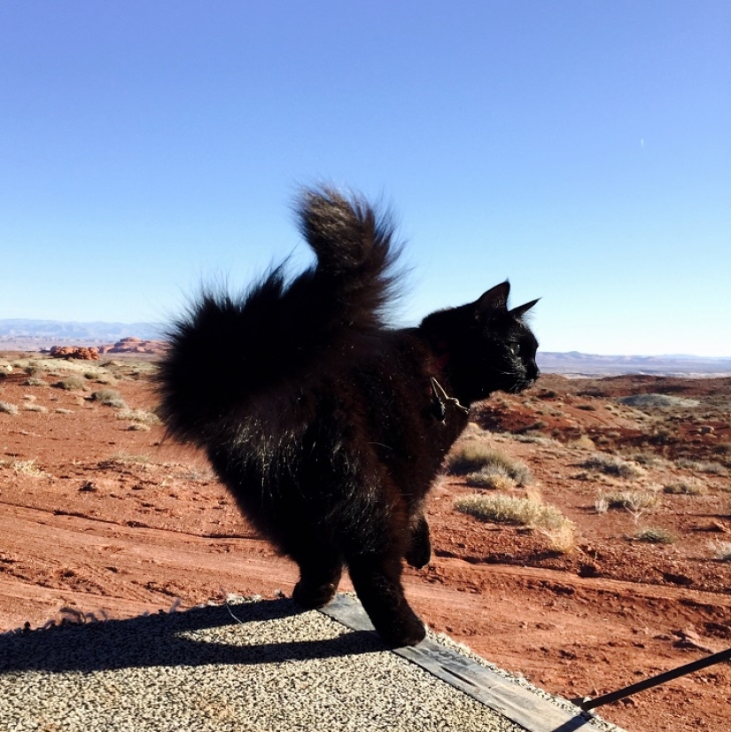 My climber: the world&#39;s first cat-climber