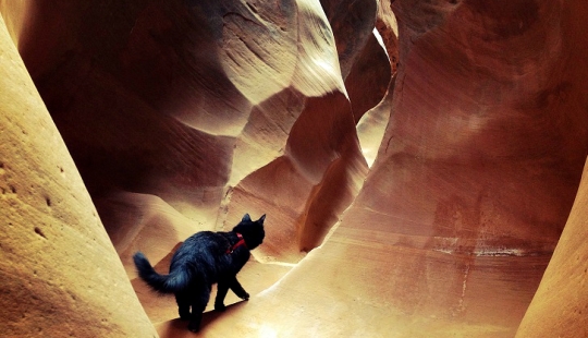 My climber: the world's first cat-climber My climber: the world's first cat-climber