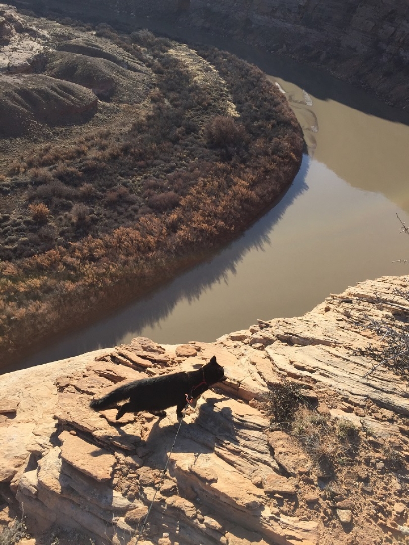 My climber: the world&#39;s first cat-climber