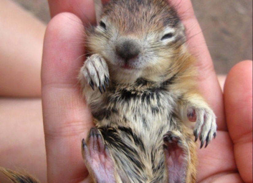 No estés triste: estos animales te recordarán que el mundo es hermoso después de todo No estés triste: estos animales te recordarán que el mundo es hermoso después de todo