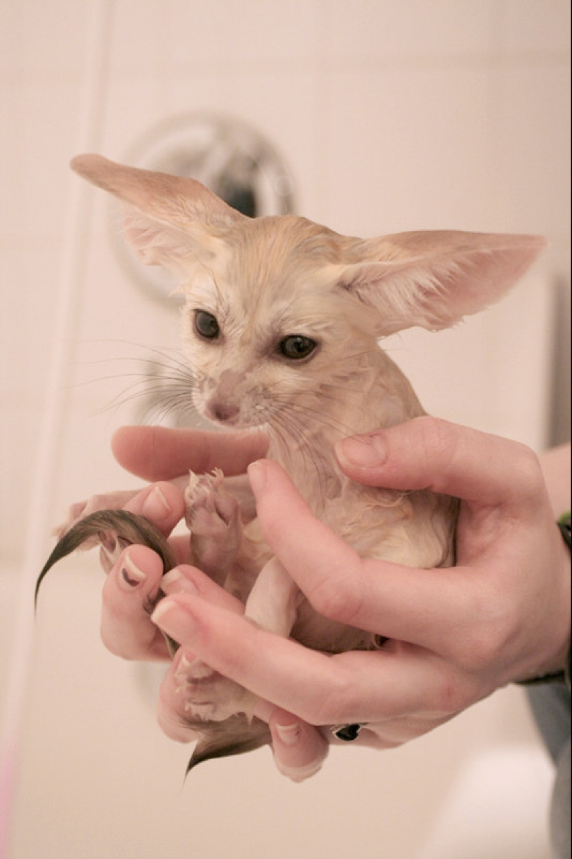 No estés triste: estos animales te recordarán que el mundo es hermoso después de todo No estés triste: estos animales te recordarán que el mundo es hermoso después de todo