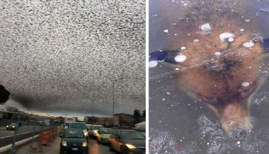 No para los débiles de corazón: 10 procedimientos médicos espeluznantes que realmente ayudan