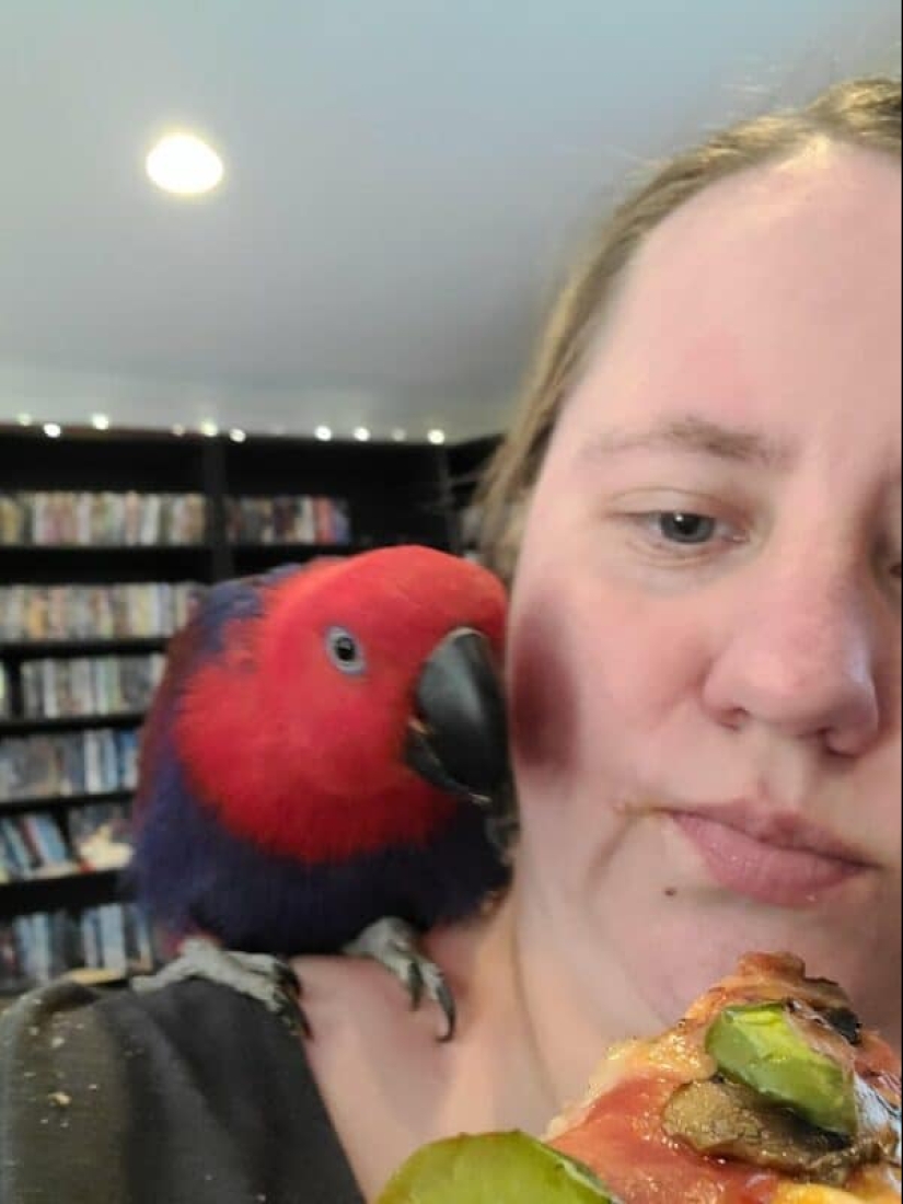 ¡No puedes rechazarlos! 22 fotos de animales mirando comida ¡No puedes rechazarlos! 22 fotos de animales mirando comida