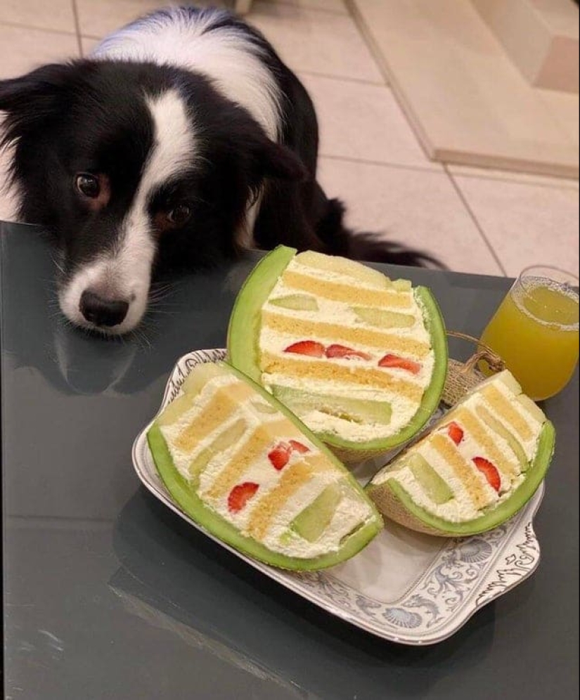 ¡No puedes rechazarlos! 22 fotos de animales mirando comida ¡No puedes rechazarlos! 22 fotos de animales mirando comida