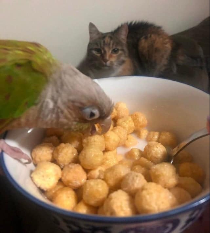 ¡No puedes rechazarlos! 22 fotos de animales mirando comida ¡No puedes rechazarlos! 22 fotos de animales mirando comida