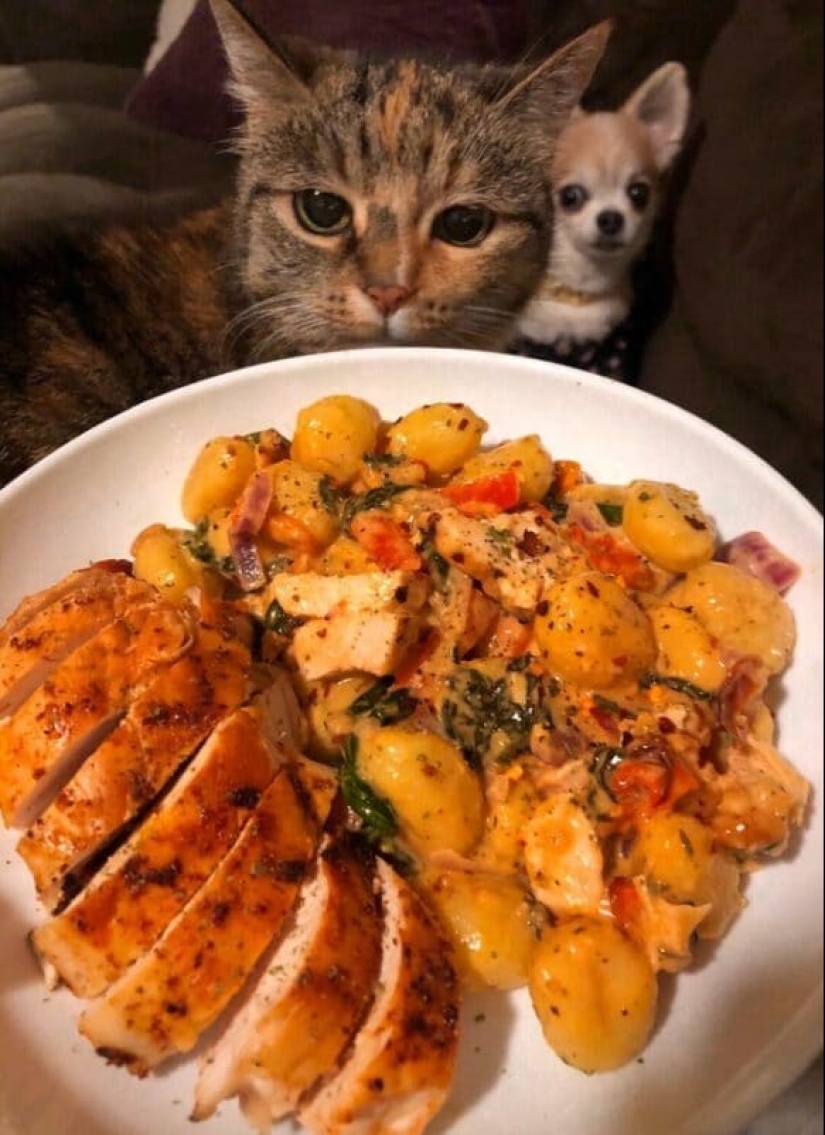 ¡No puedes rechazarlos! 22 fotos de animales mirando comida ¡No puedes rechazarlos! 22 fotos de animales mirando comida