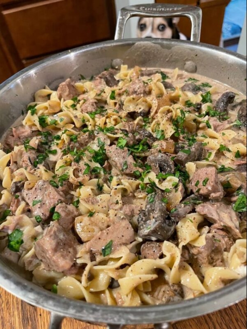 ¡No puedes rechazarlos! 22 fotos de animales mirando comida ¡No puedes rechazarlos! 22 fotos de animales mirando comida