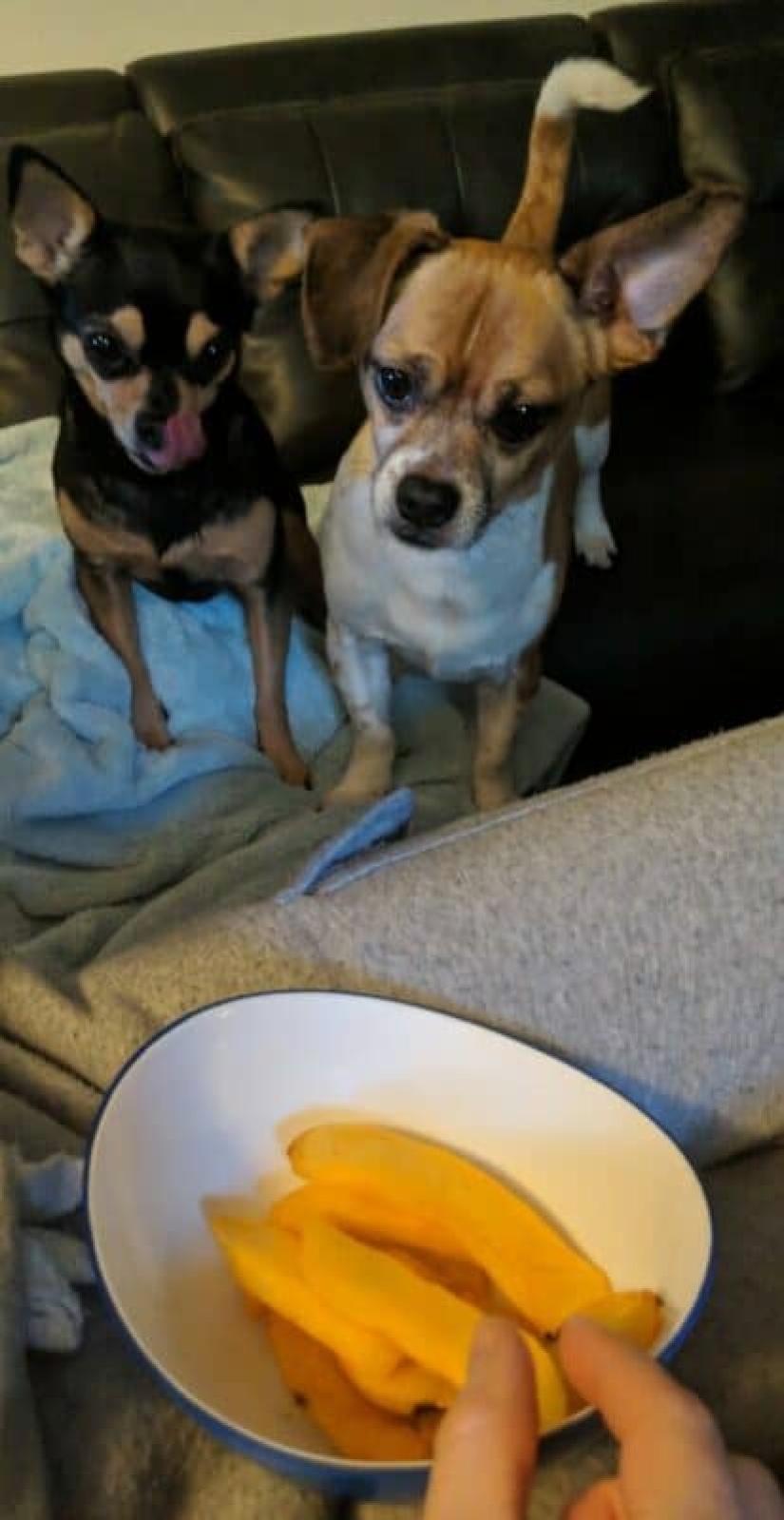 ¡No puedes rechazarlos! 22 fotos de animales mirando comida ¡No puedes rechazarlos! 22 fotos de animales mirando comida