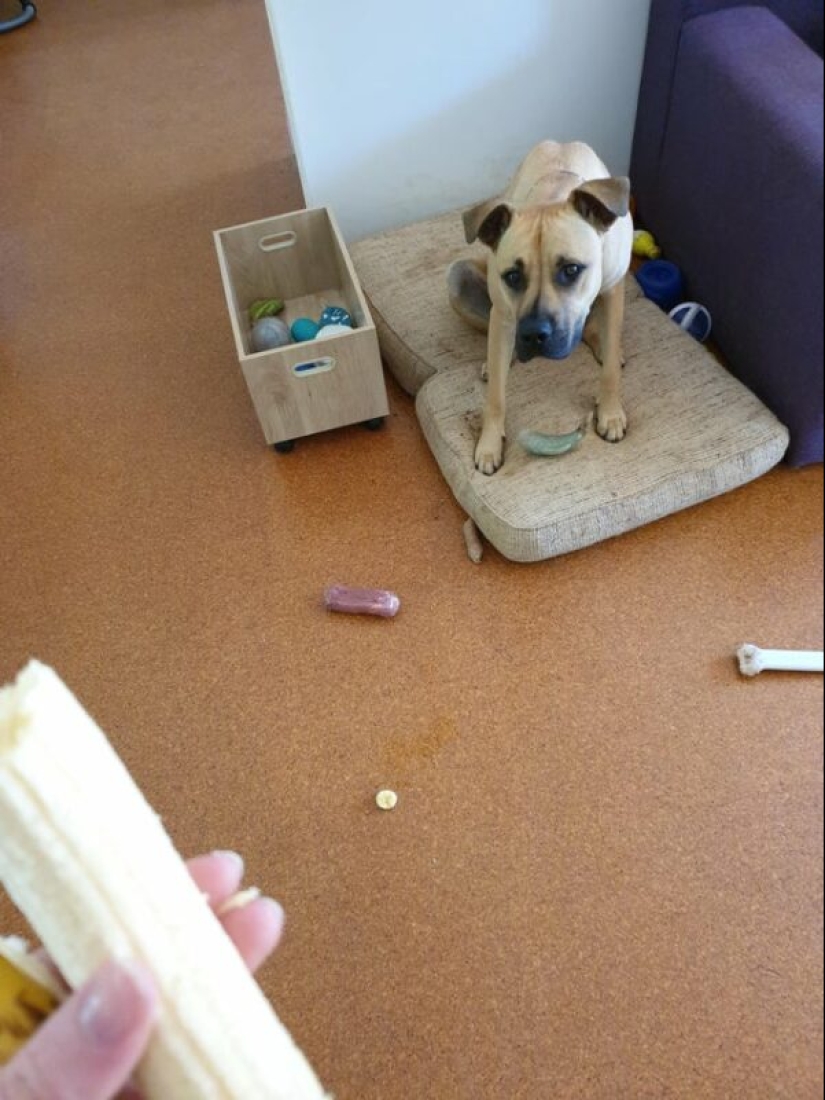 ¡No puedes rechazarlos! 22 fotos de animales mirando comida ¡No puedes rechazarlos! 22 fotos de animales mirando comida