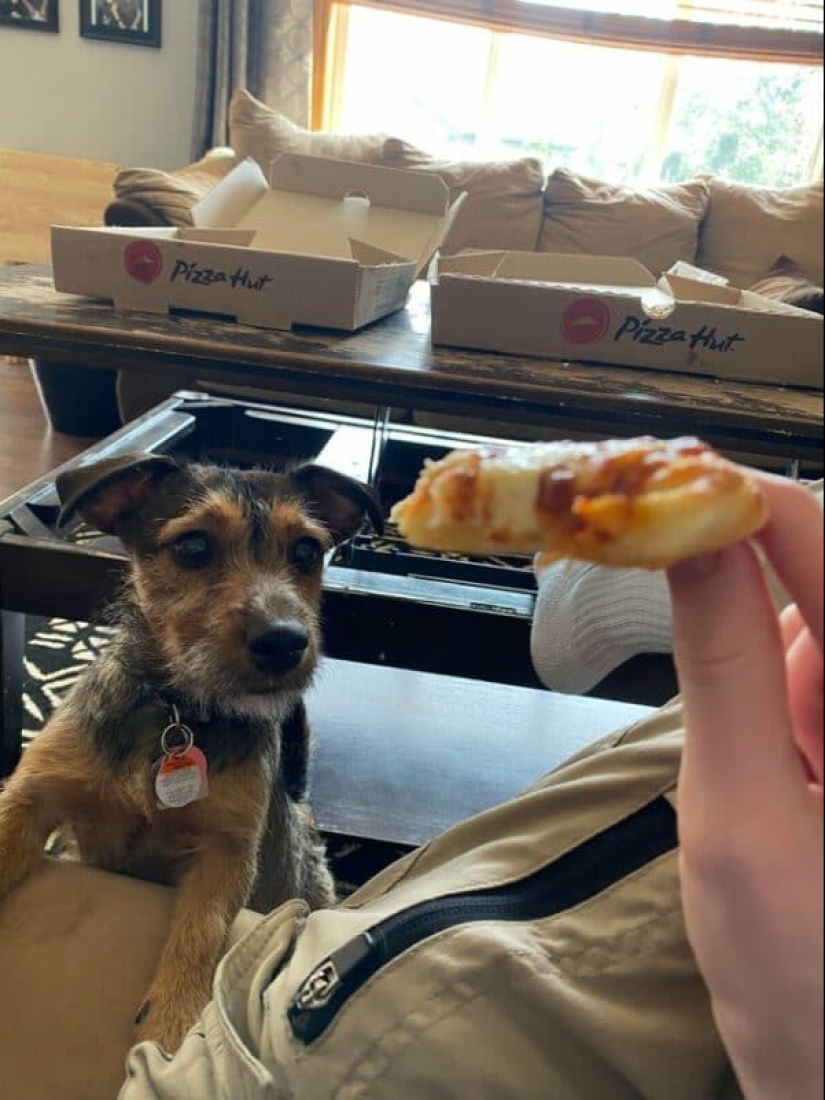 ¡No puedes rechazarlos! 22 fotos de animales mirando comida ¡No puedes rechazarlos! 22 fotos de animales mirando comida