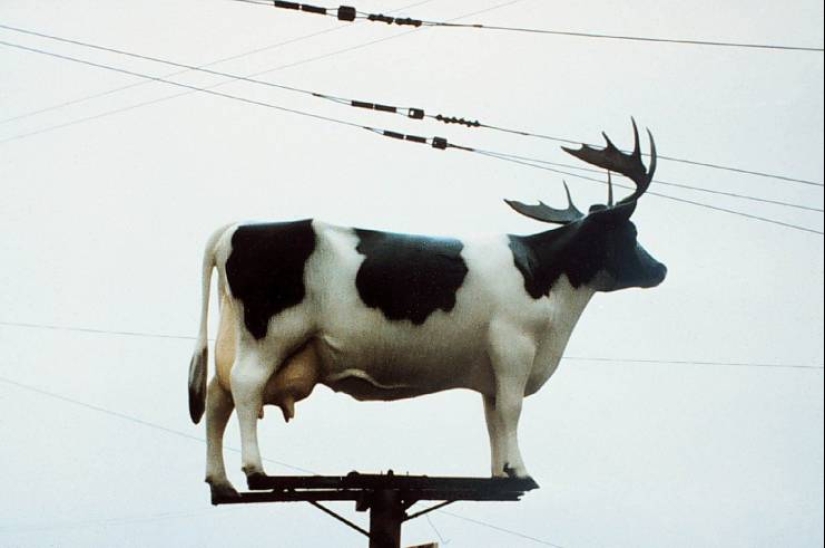 No todos los días se ve esto! 25 increíbles eventos y cosas, capturado en la foto No todos los días se ve esto! 25 increíbles eventos y cosas, capturado en la foto