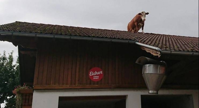 No todos los días se ve esto! 25 increíbles eventos y cosas, capturado en la foto No todos los días se ve esto! 25 increíbles eventos y cosas, capturado en la foto