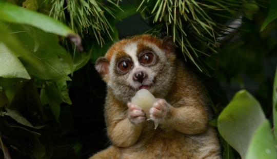 Not Just Snakes and Spiders: 10 Poisonous Animals That Can Kill You