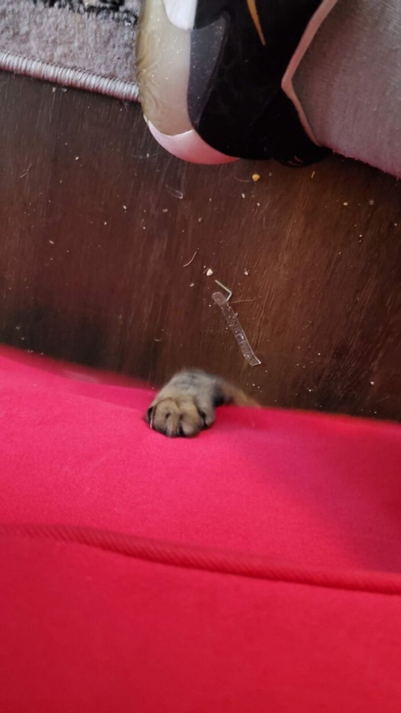 Now will Kus! 15 funny photos grumpy cat