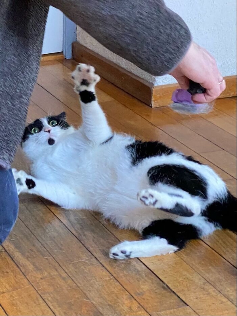 Now will Kus! 15 funny photos grumpy cat