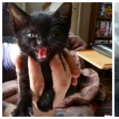 Now will Kus! 15 funny photos grumpy cat