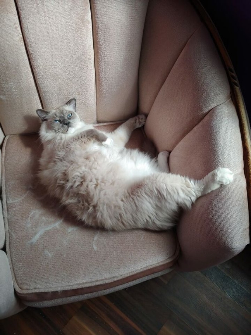 Now will Kus! 15 funny photos grumpy cat