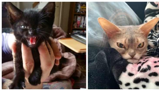 Now will Kus! 15 funny photos grumpy cat